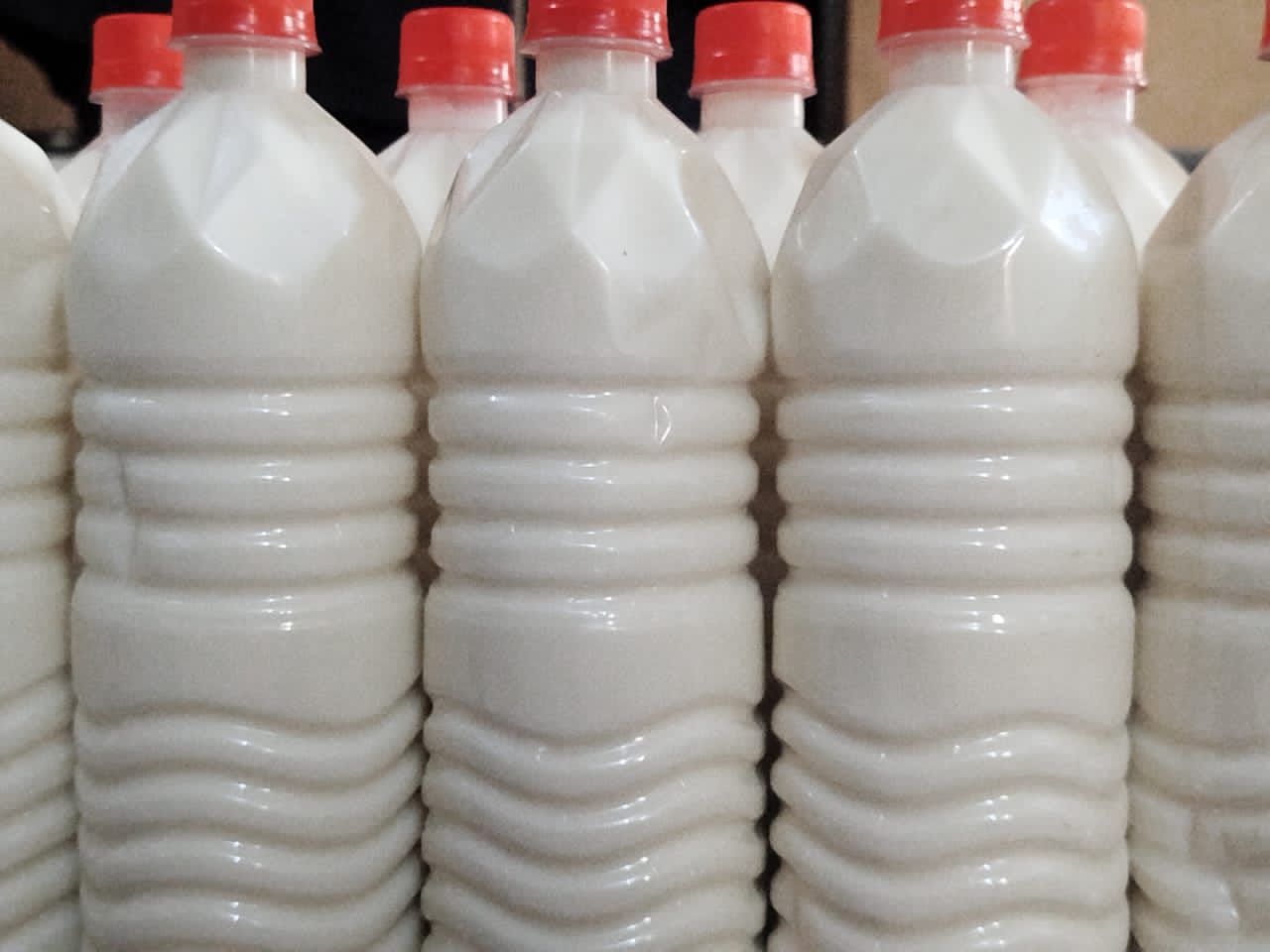 Camel Milk Powder